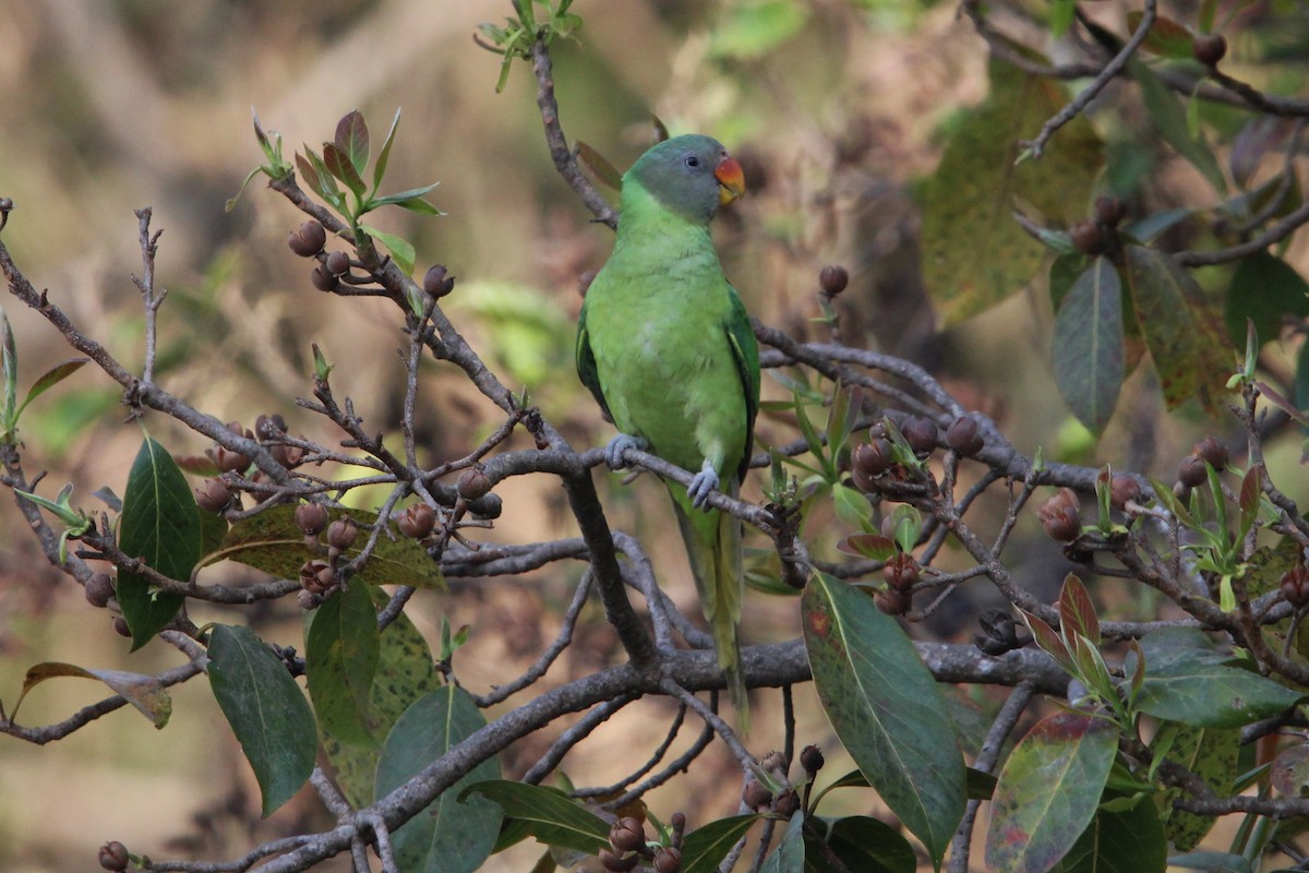 Slaty-headed Parakeet - ML548602091