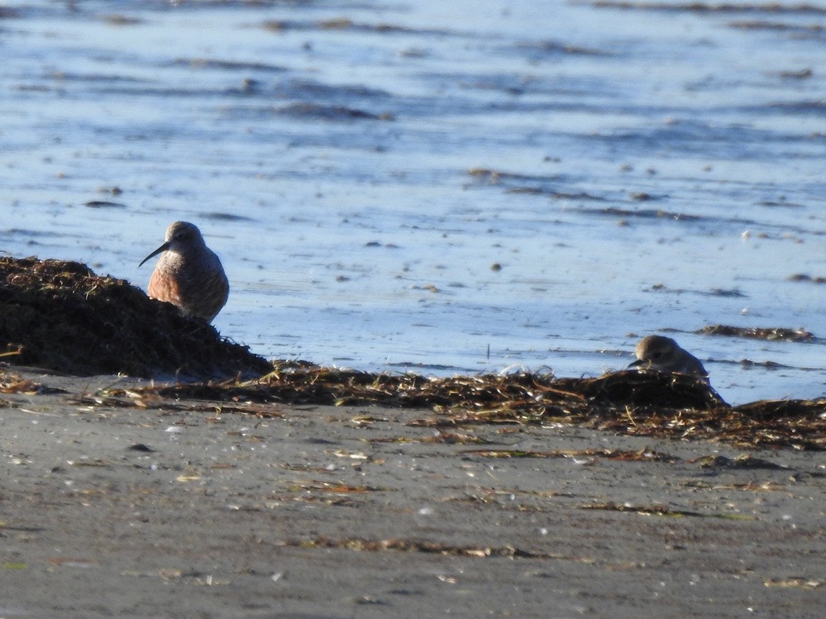 Curlew Sandpiper - ML548602221