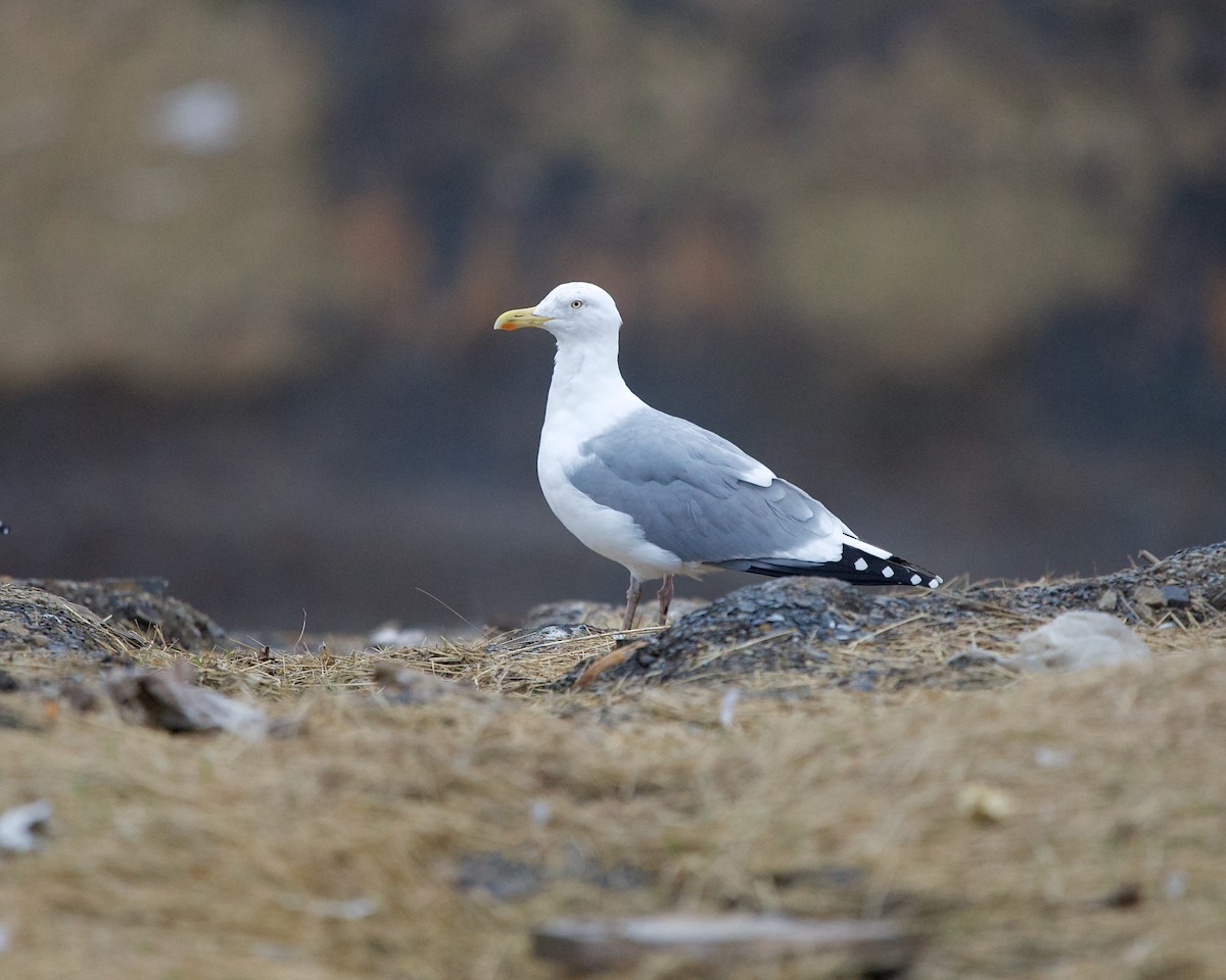 Herring Gull - ML548602241