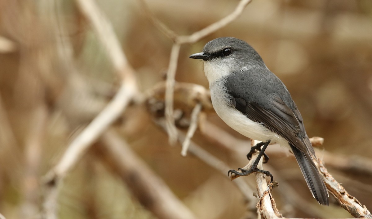 White-breasted Robin - Luke Seitz