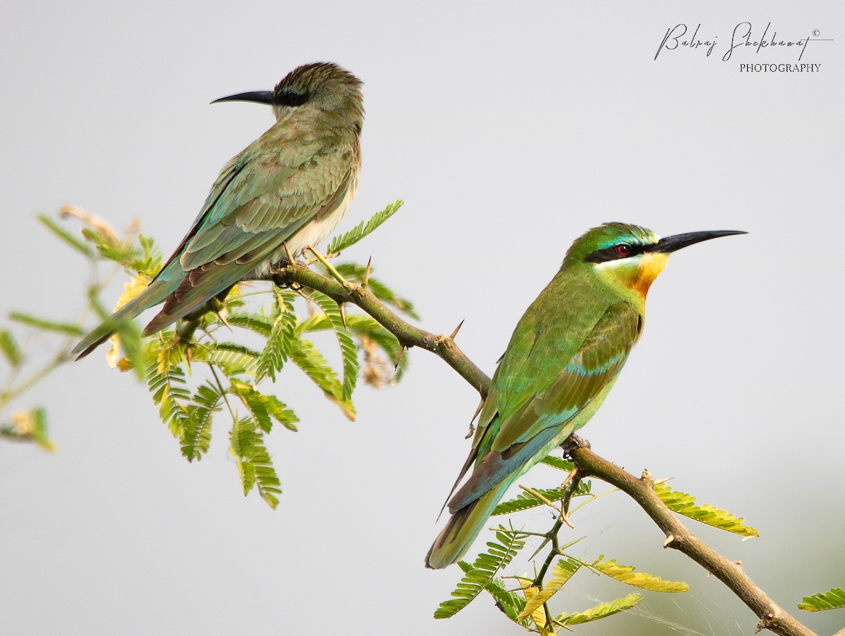 Asian Green Bee-eater - Balraj Shekhawat