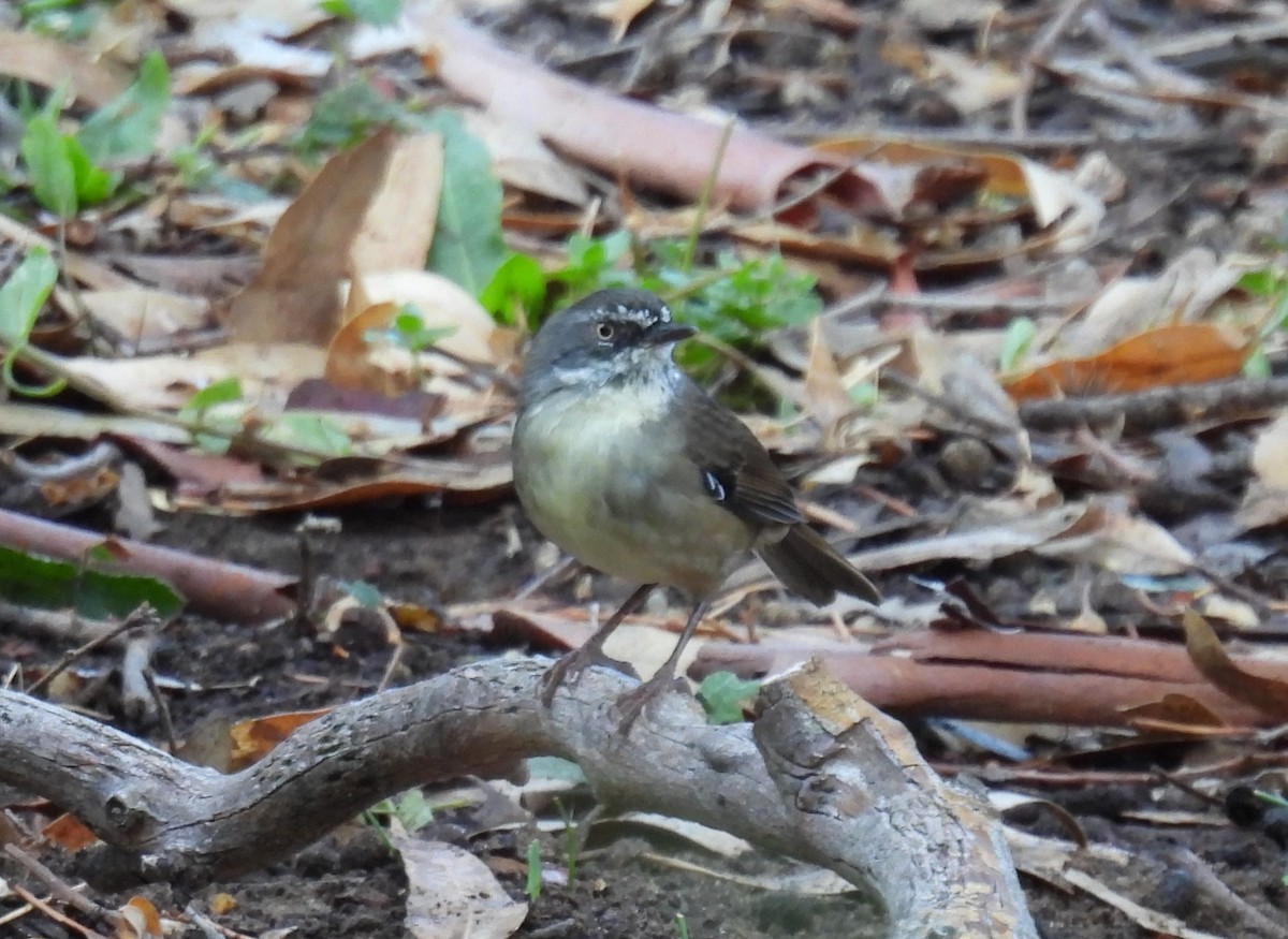 White-browed Scrubwren - ML548603231