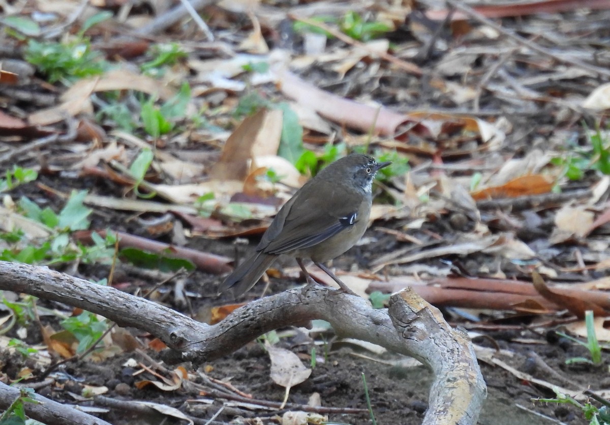 White-browed Scrubwren - ML548603241