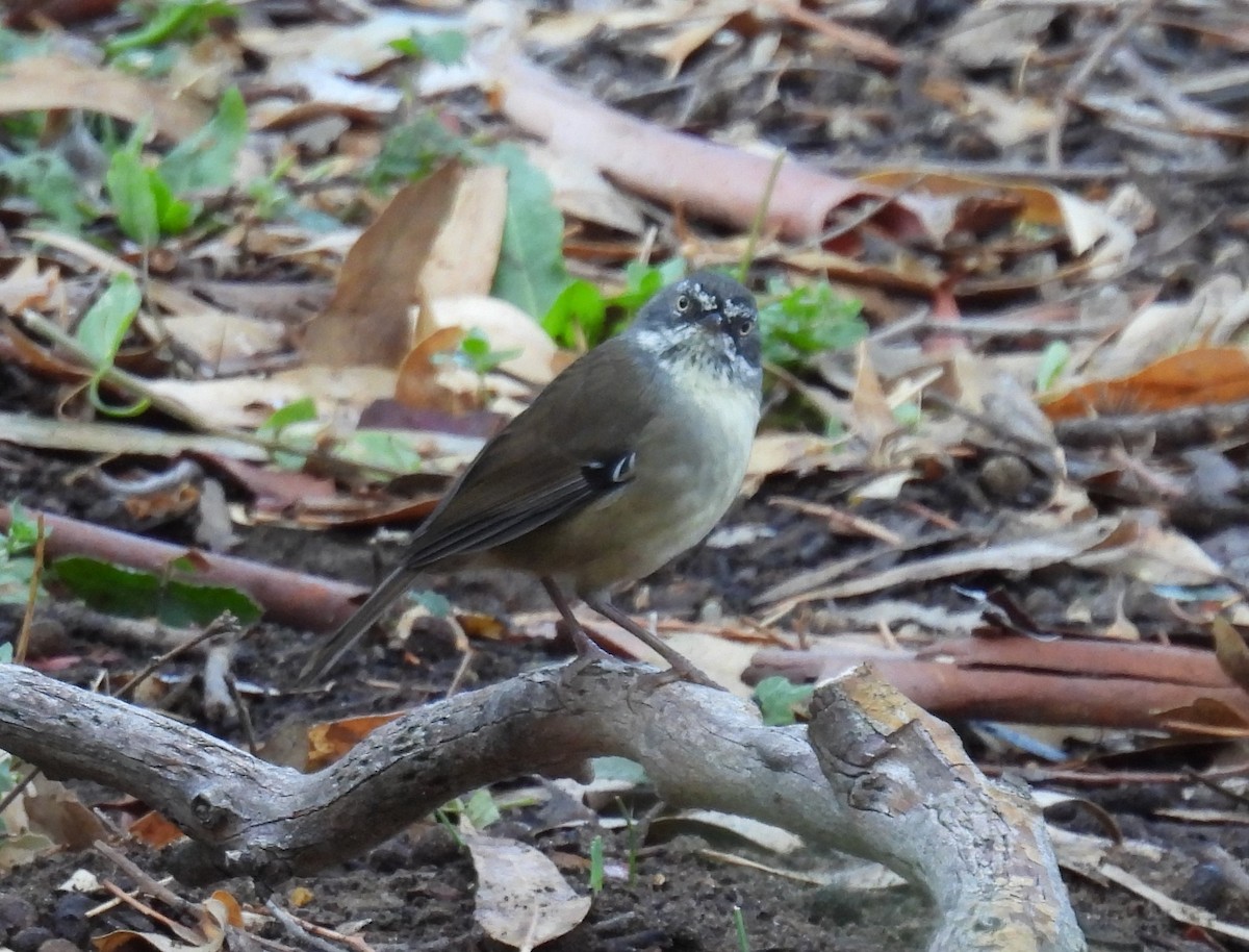 White-browed Scrubwren - ML548603251
