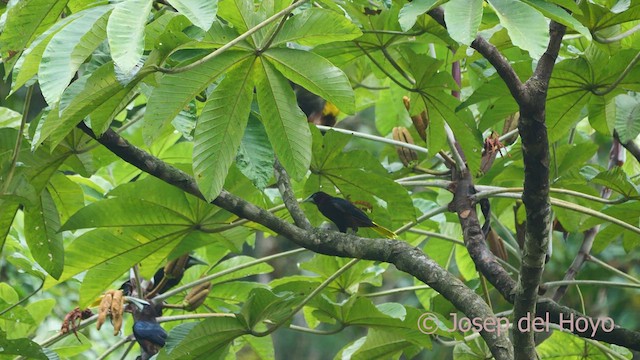 Chestnut-headed Oropendola - ML548603431