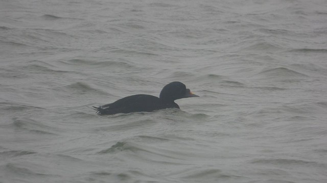 Common Scoter - ML548603491