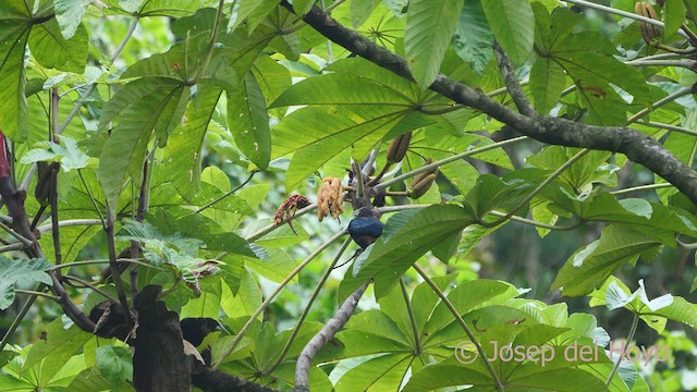 Chestnut-headed Oropendola - ML548603631