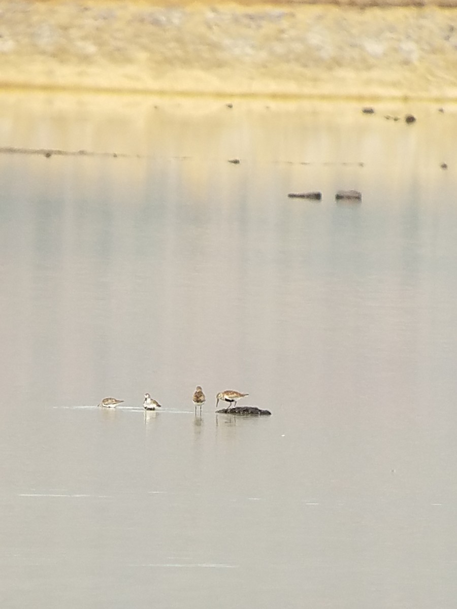 Dunlin - ML54860411