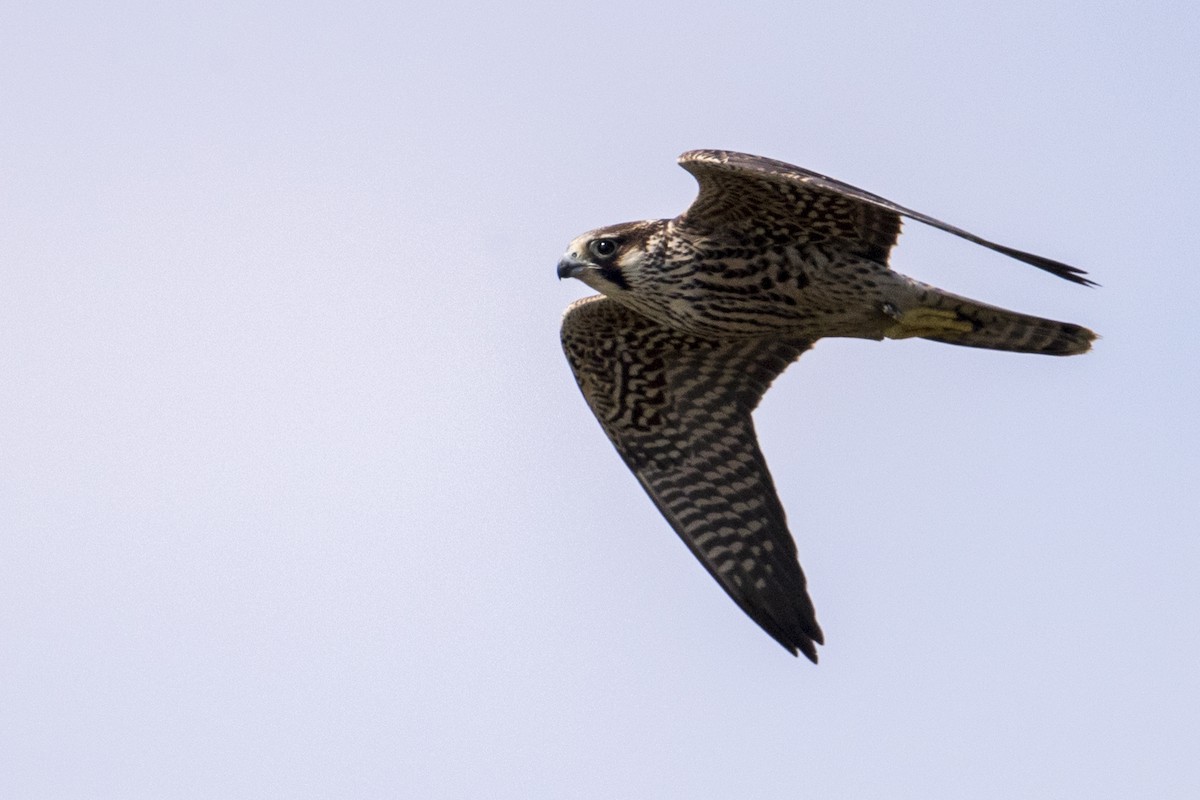 Peregrine Falcon (North American) - ML548604861