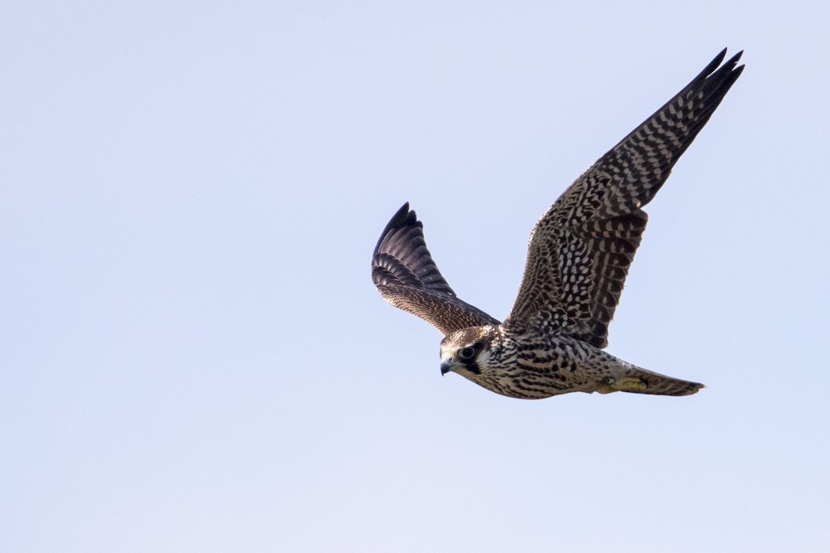 Halcón Peregrino (anatum) - ML548604871