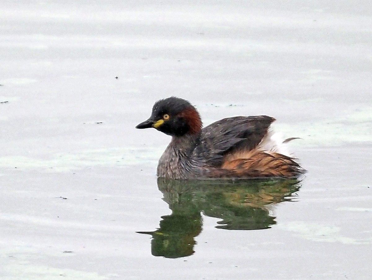 Australasian Grebe - ML548605001