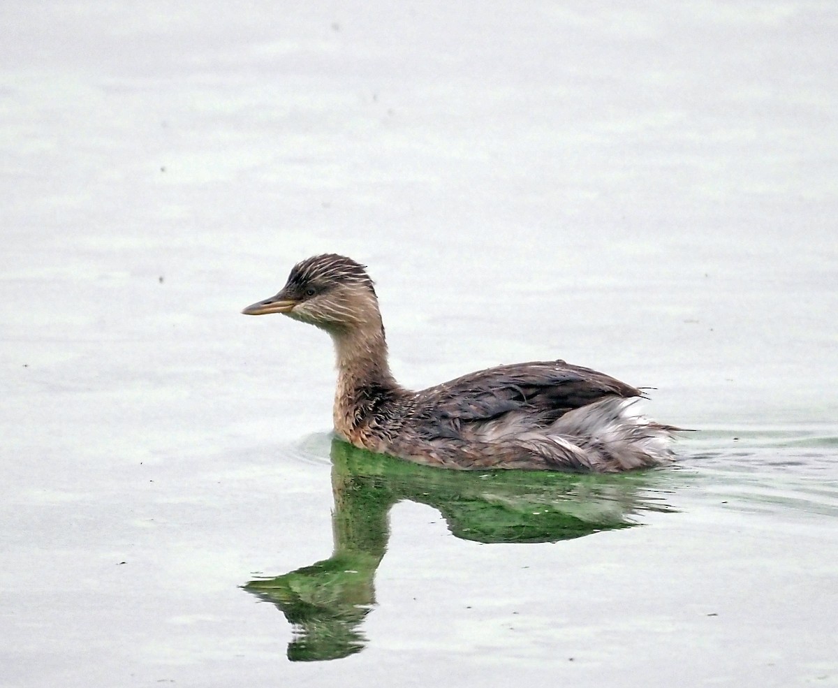 Hoary-headed Grebe - ML548605021