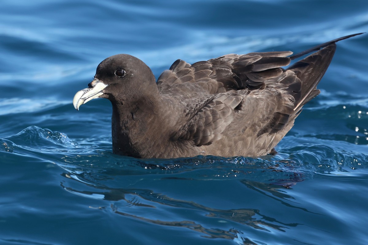 White-chinned Petrel - Chris Wiley