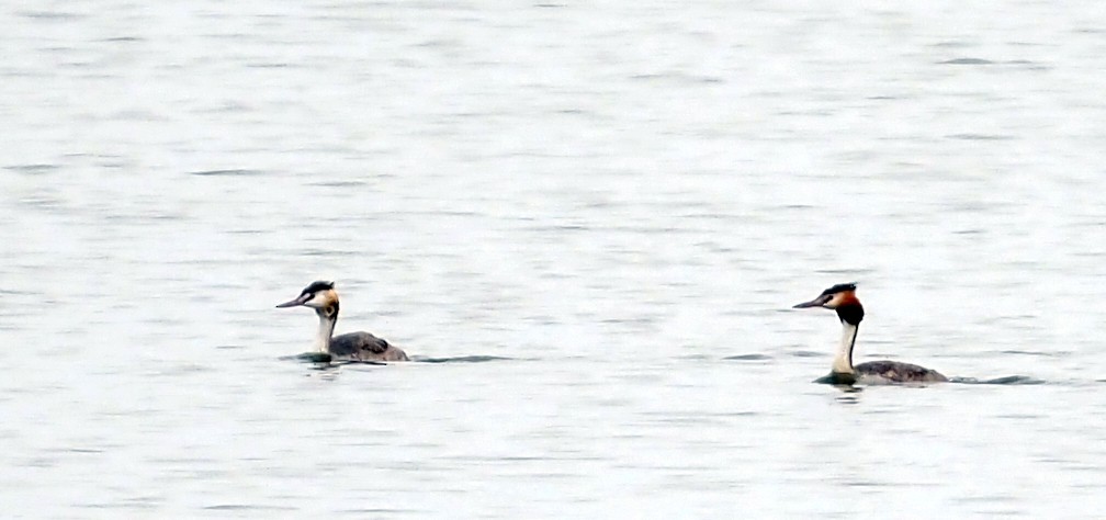 Great Crested Grebe - ML548605071