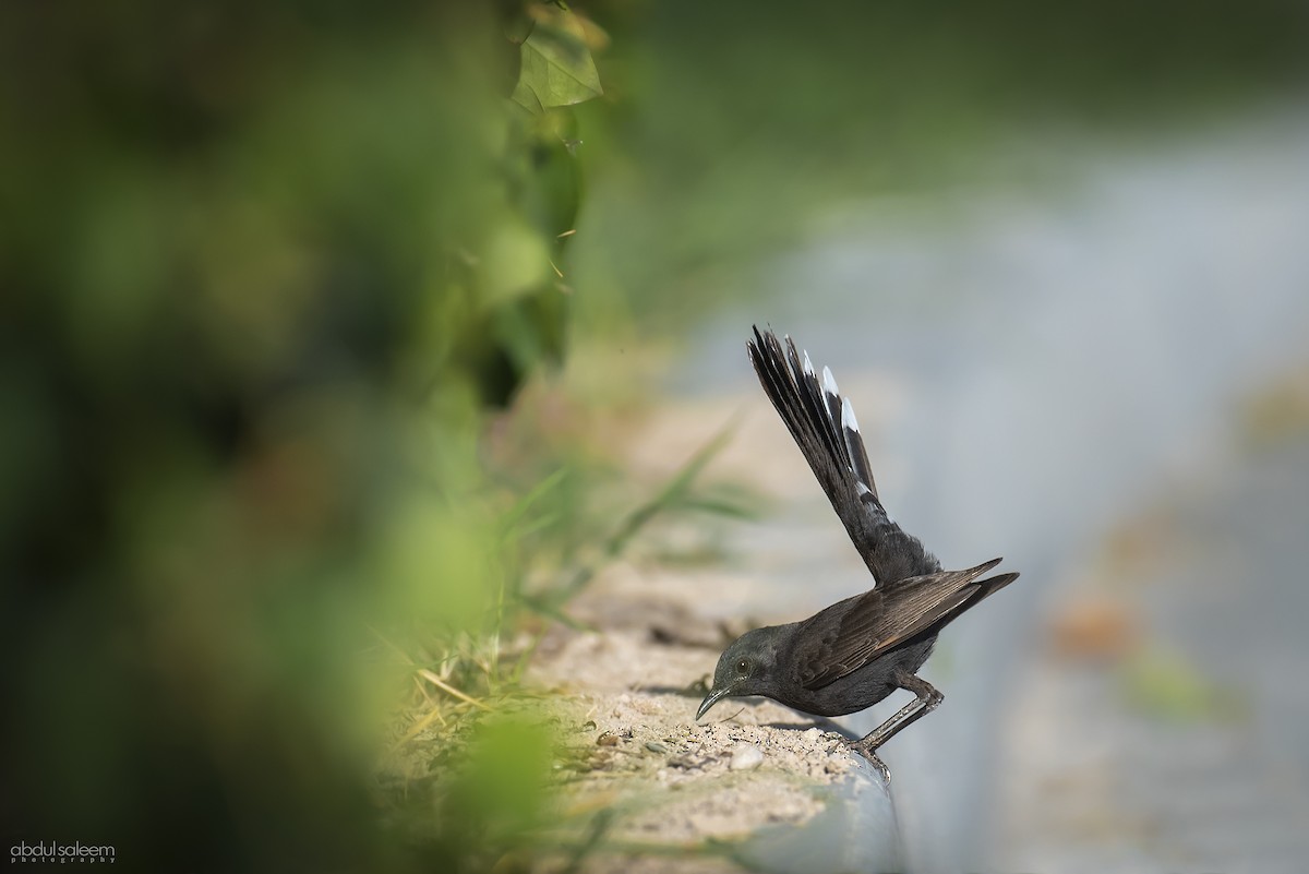 Black Scrub-Robin - ML548605121