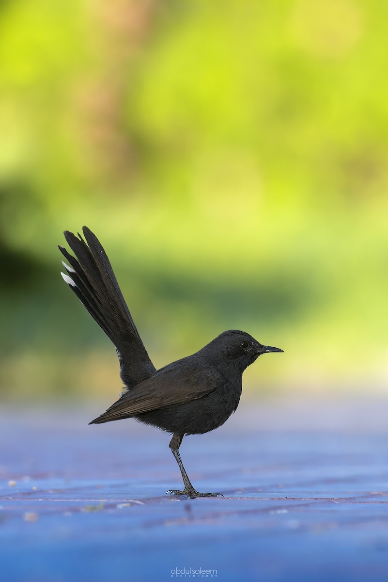 Black Scrub-Robin - ML548605131