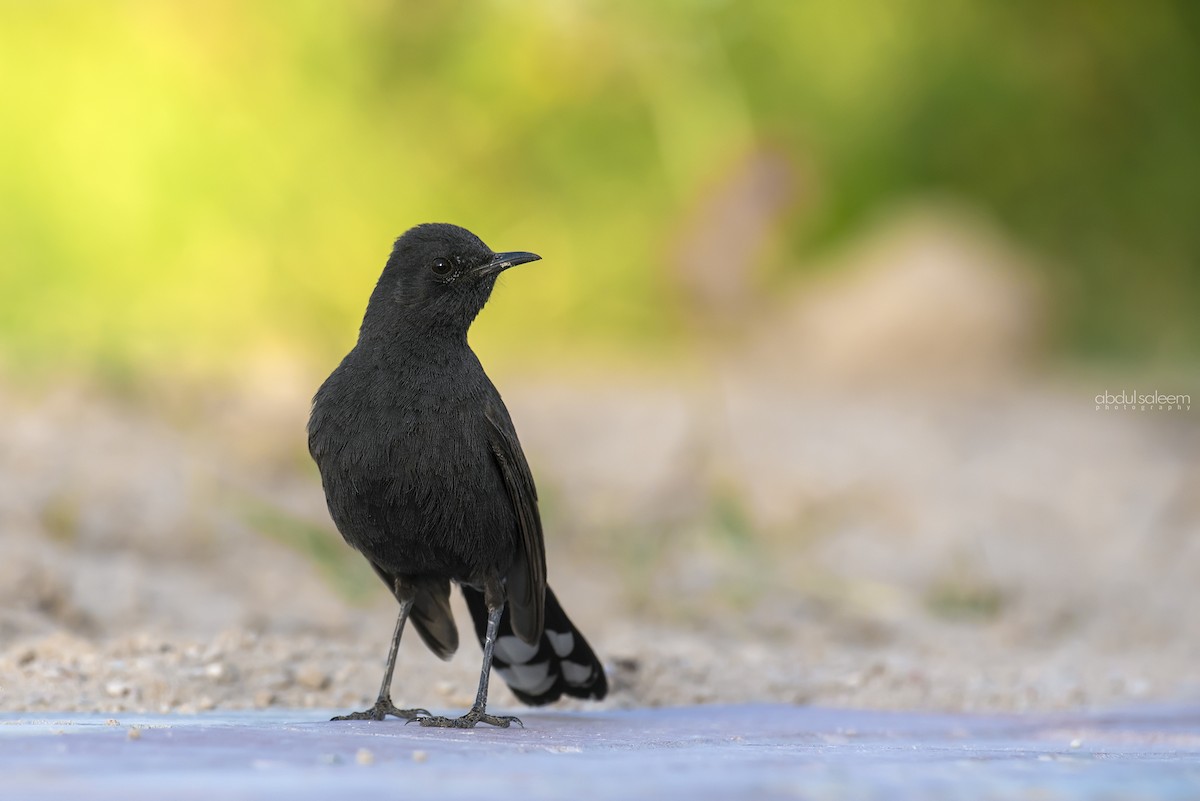 Black Scrub-Robin - ML548605141