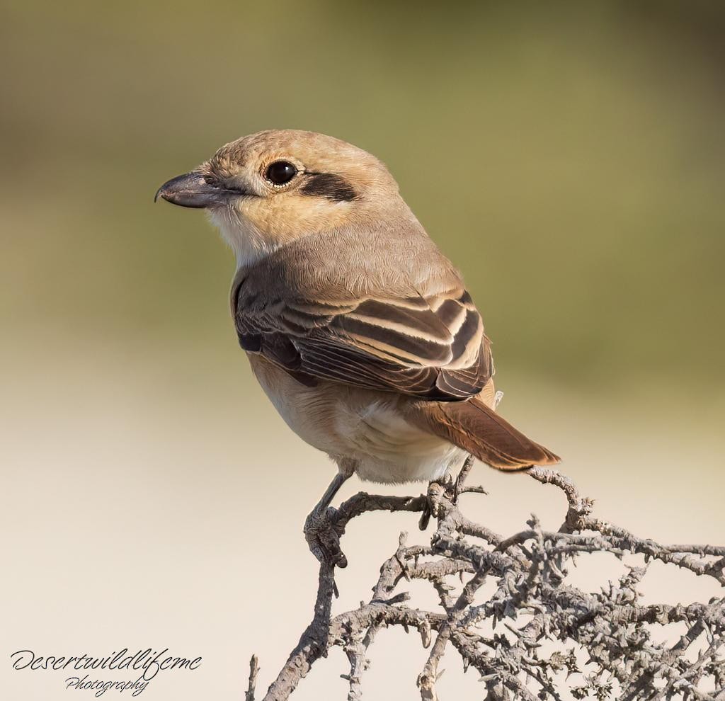 Isabelline Shrike - ML548605181