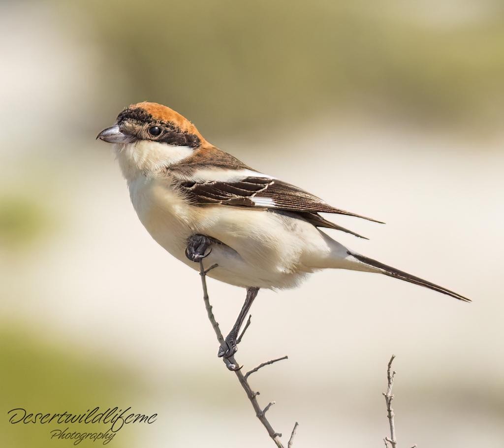 Woodchat Shrike - ML548605191