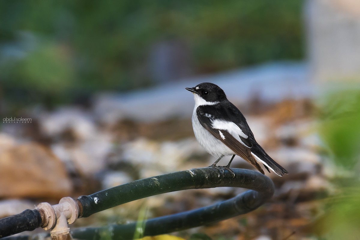 Semicollared Flycatcher - ML548605221