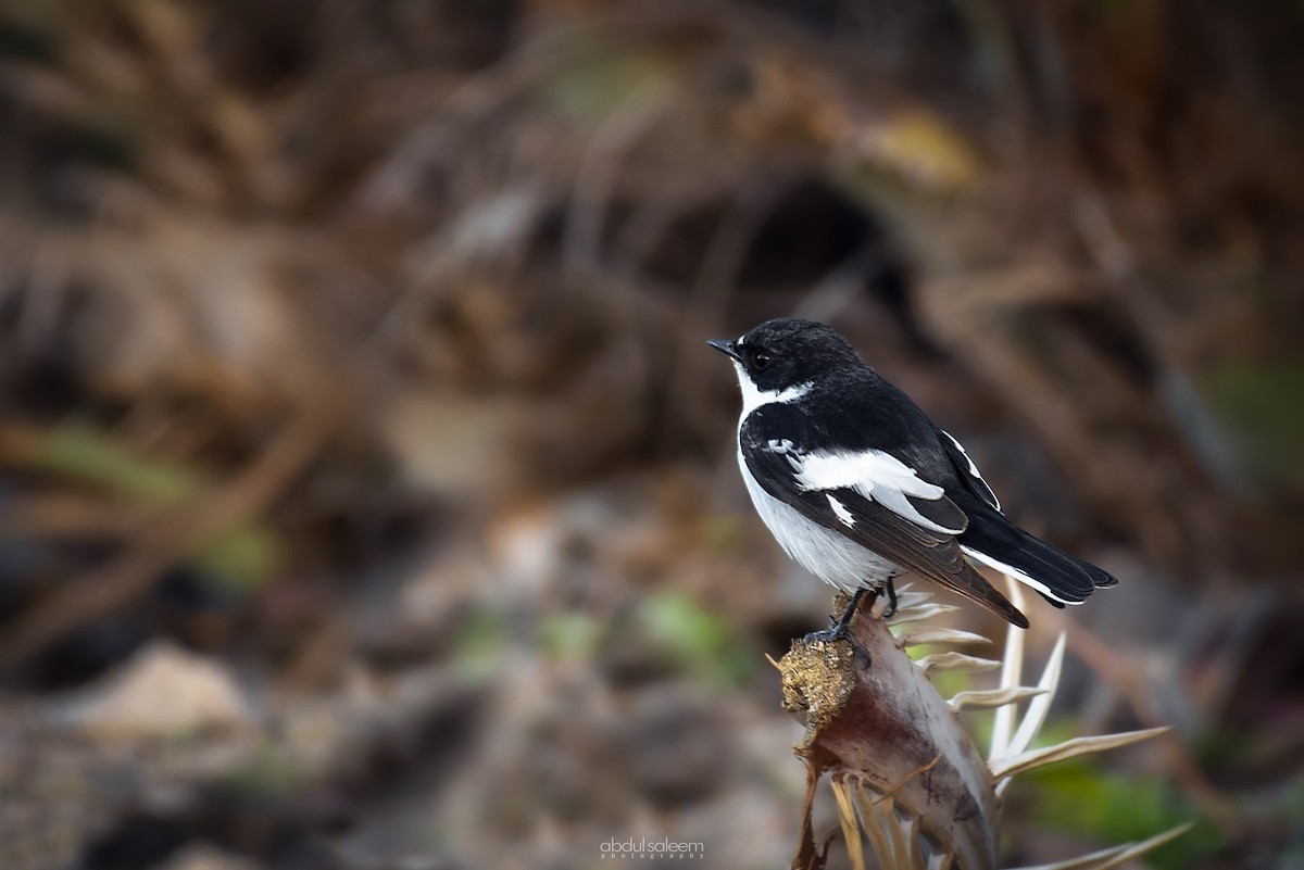 Semicollared Flycatcher - ML548605231