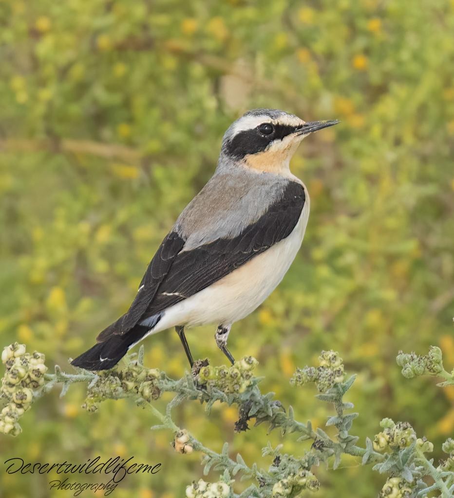 Northern Wheatear - ML548605331