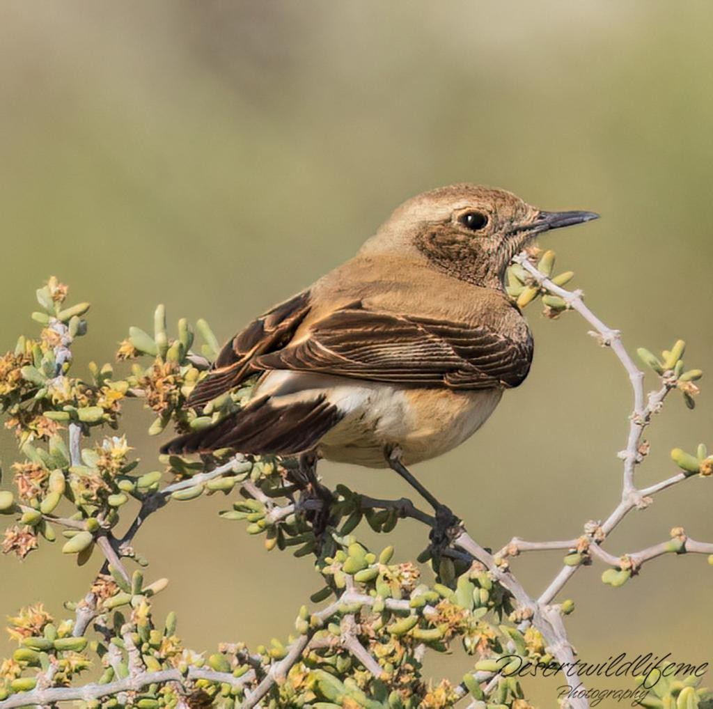 Desert Wheatear - ML548605531