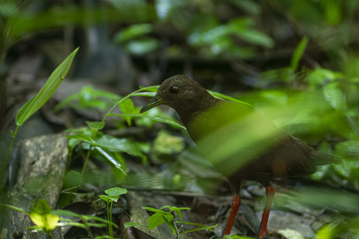 Uniform Crake - ML548605761