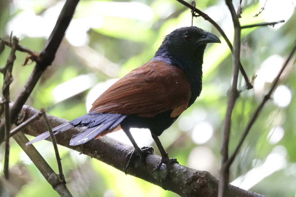 Short-toed Coucal - Raphaël Jordan