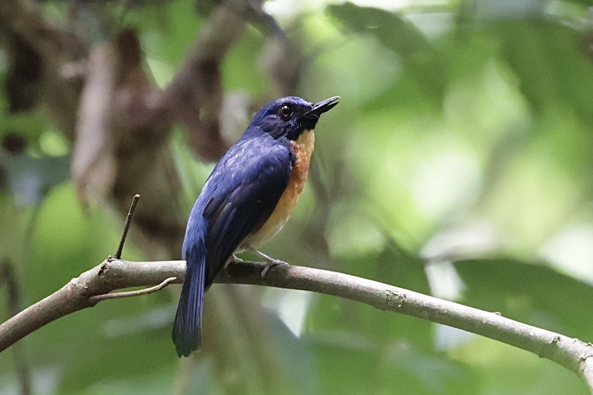 Sunda Blue Flycatcher - ML548606171