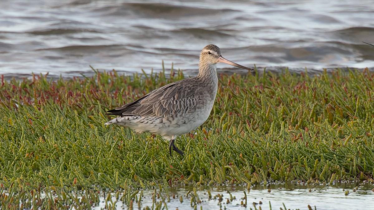 Bar-tailed Godwit - ML548607091