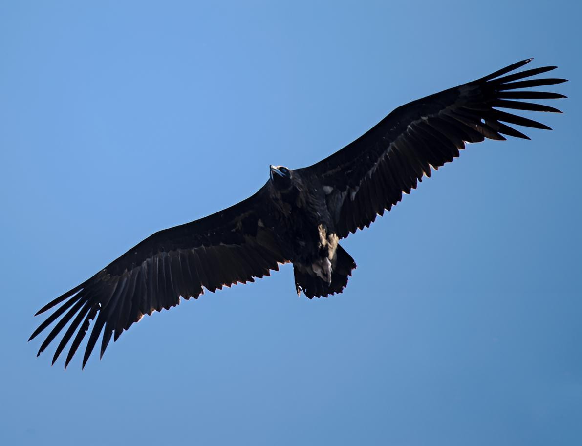 Cinereous Vulture - ML548607271