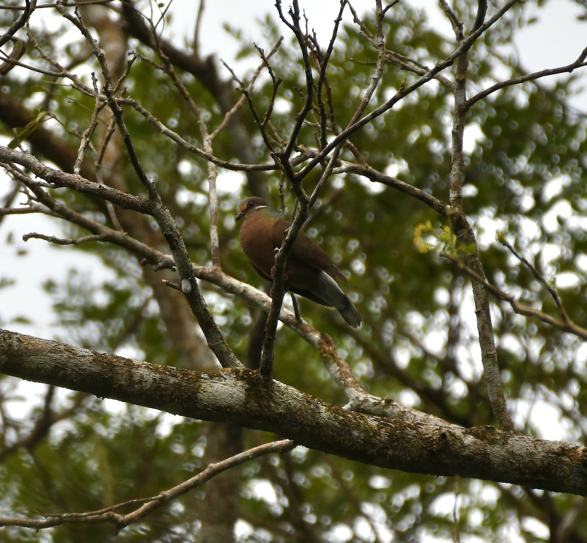holub okrovohrdlý (ssp. brevirostris/occipitalis) - ML548607581