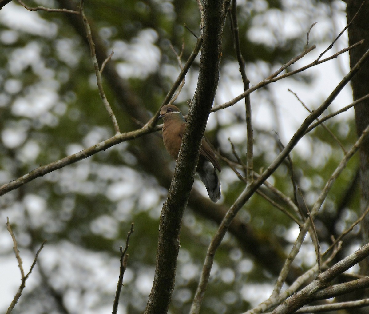 Белоухая горлица (brevirostris/occipitalis) - ML548607601