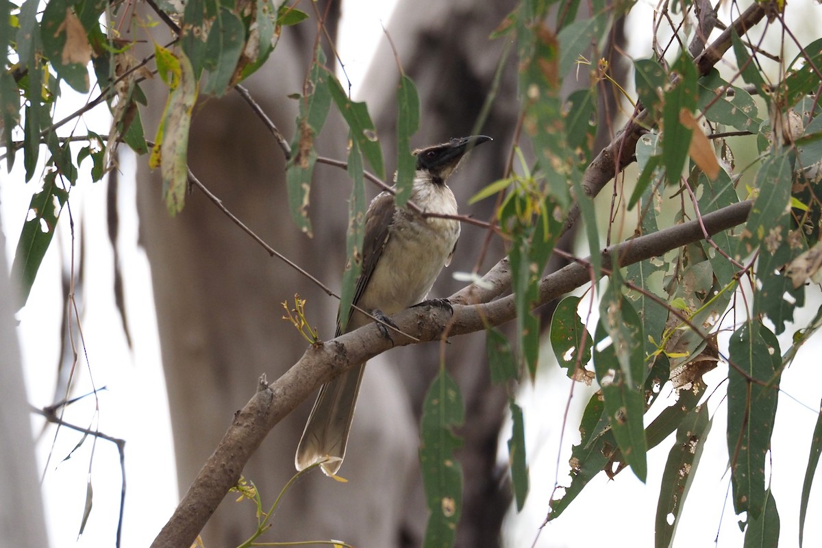 Noisy Friarbird - ML548607981