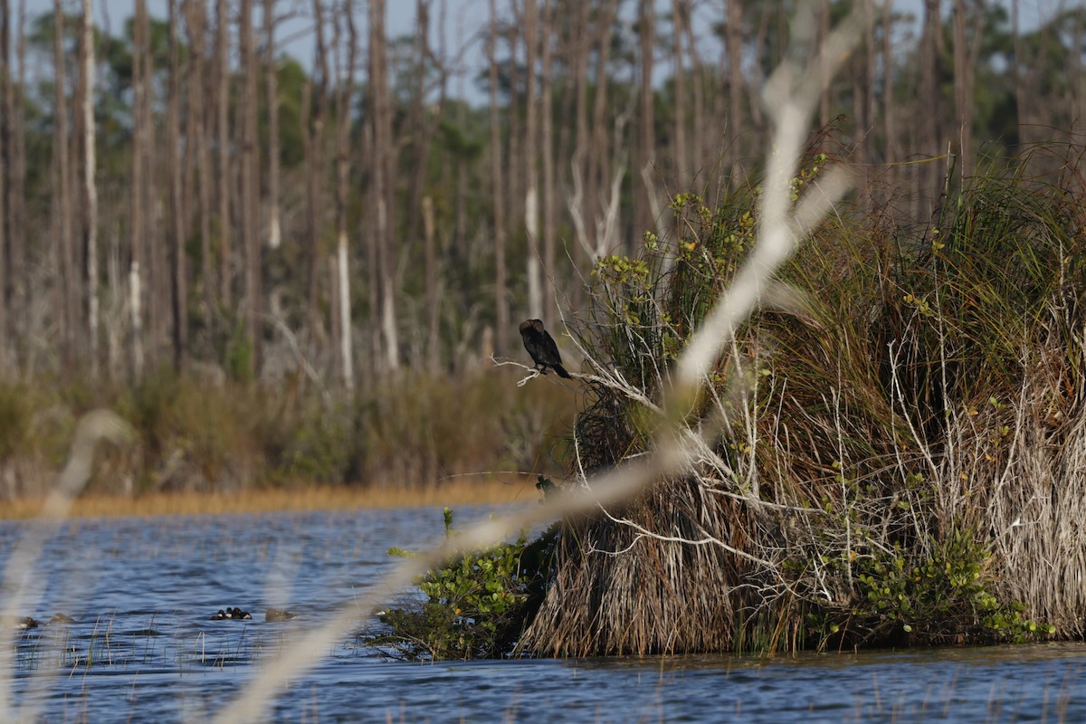 Neotropic Cormorant - ML548608701