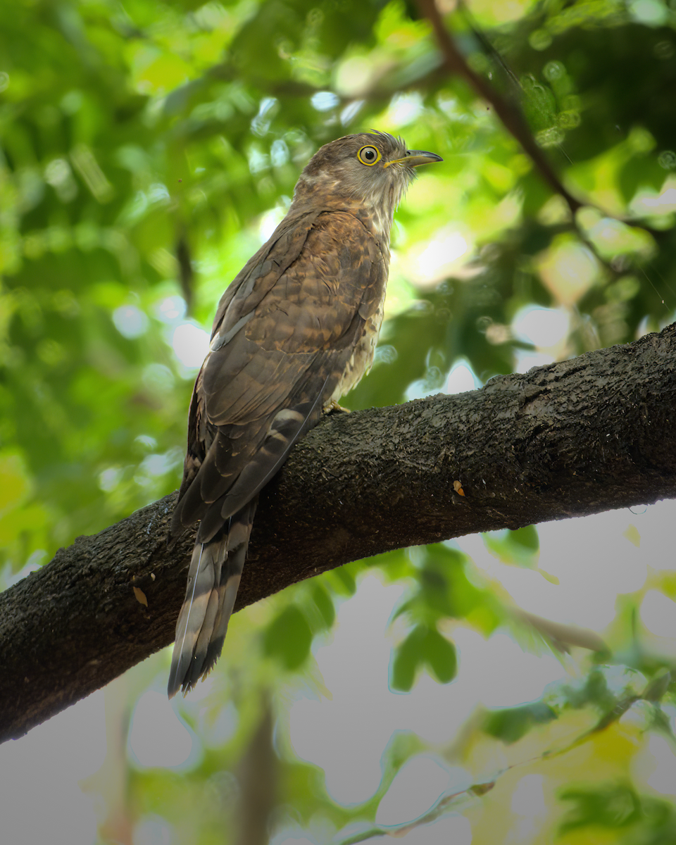 Common Hawk-Cuckoo - Jayendra Rakesh Yeka