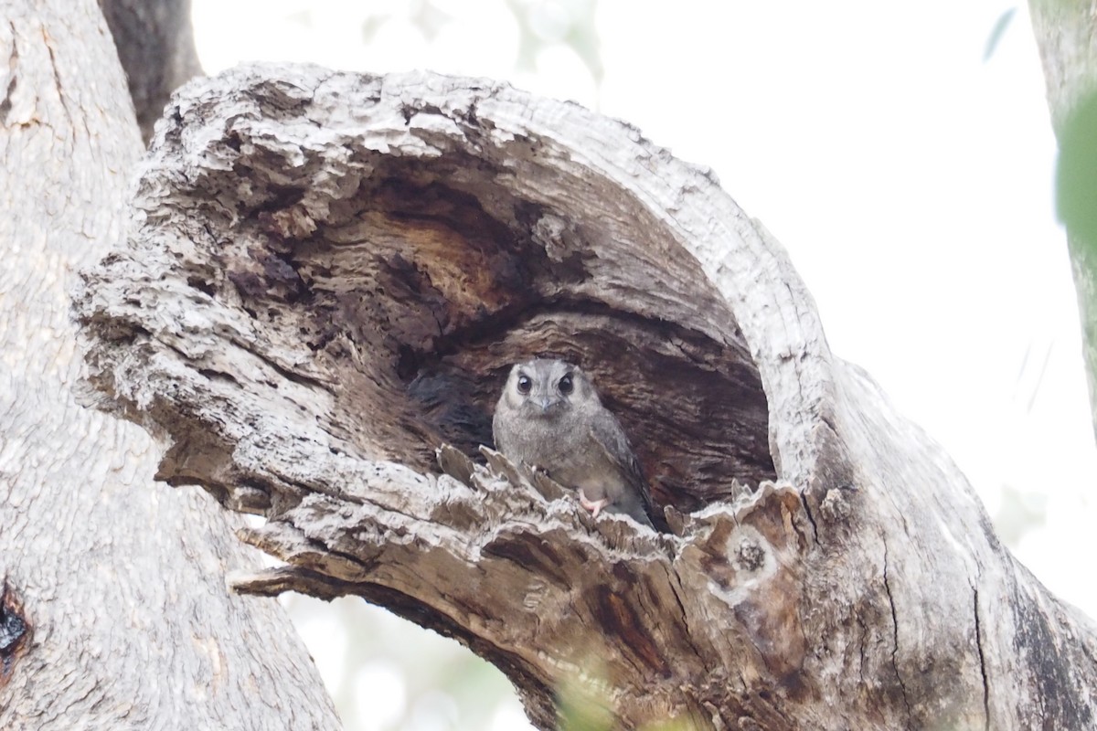 Australian Owlet-nightjar - ML548609301