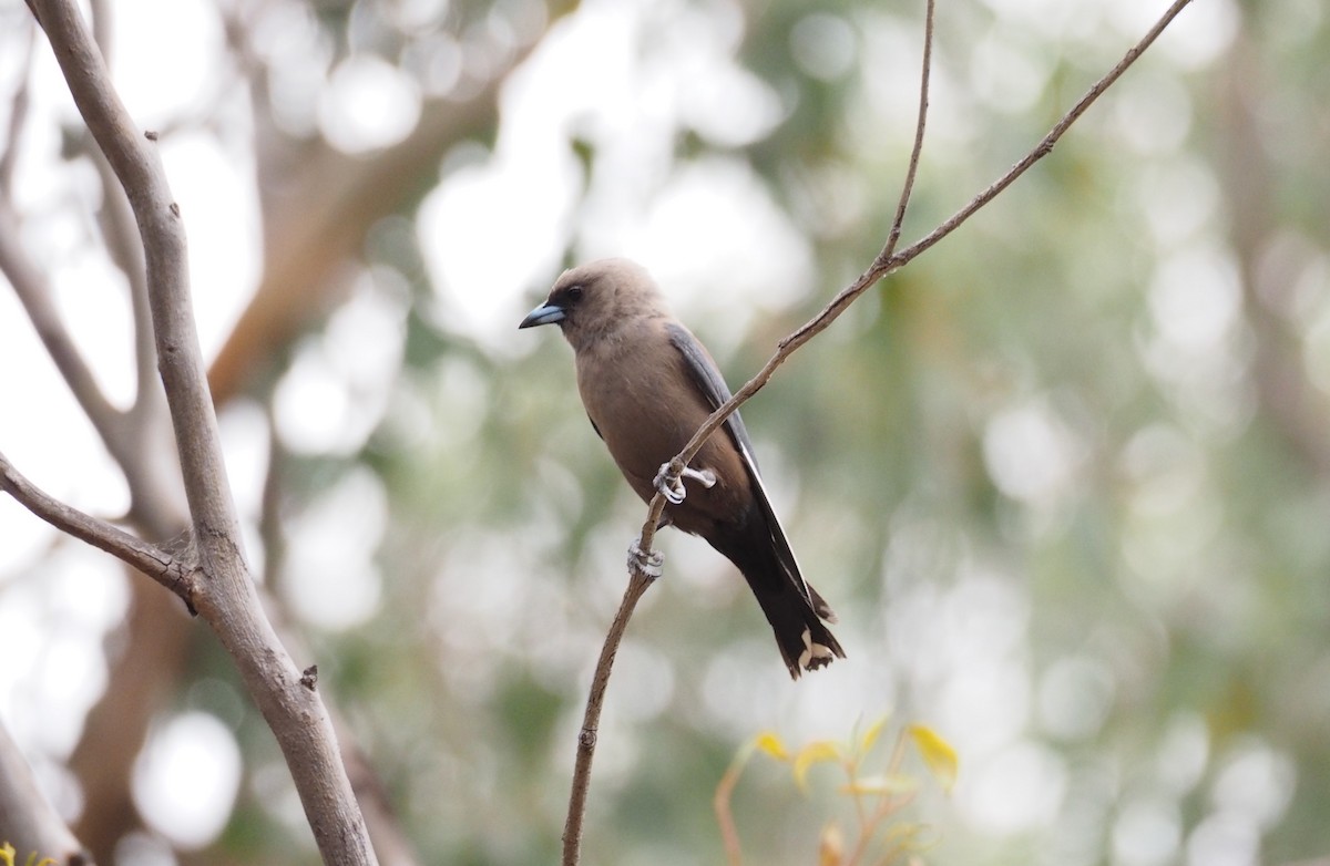 Dusky Woodswallow - ML548609311