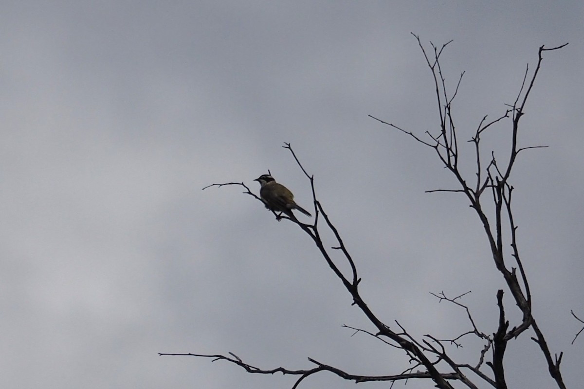 Black-chinned Honeyeater (Black-chinned) - ML548609921