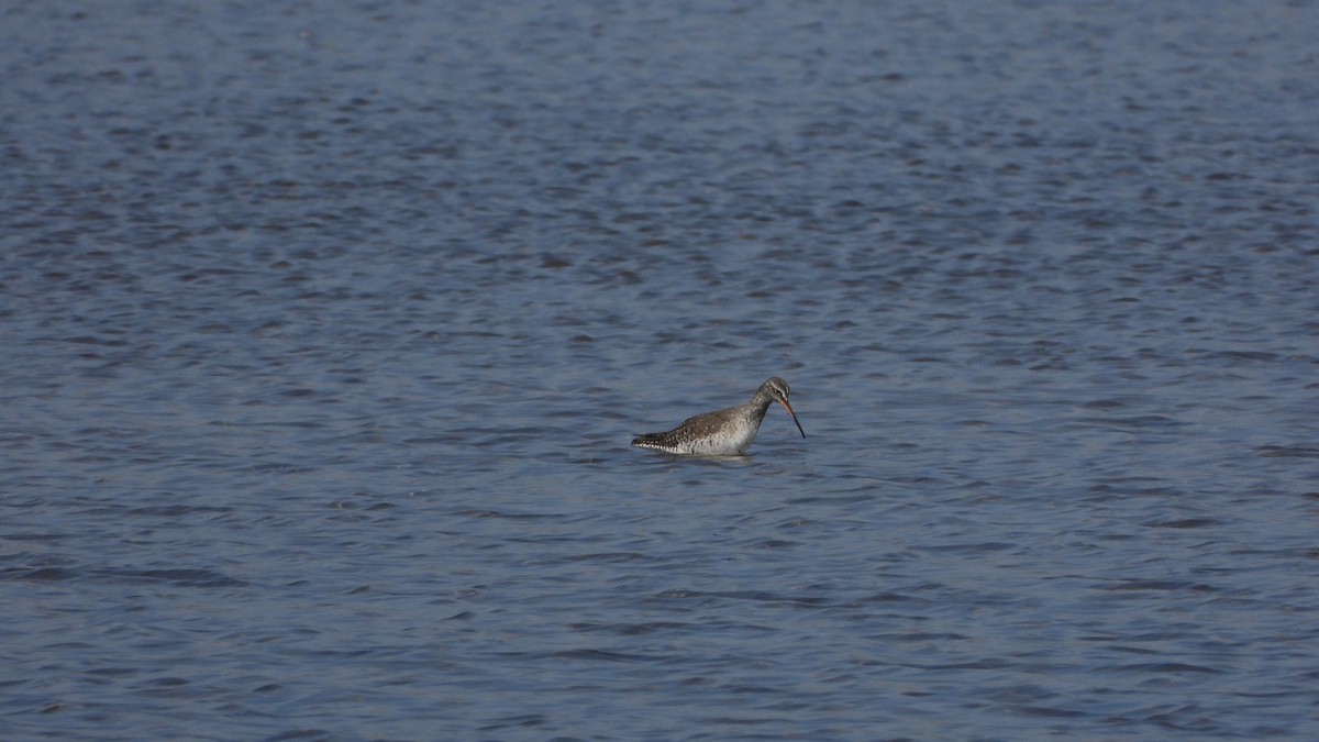 Spotted Redshank - ML548610061