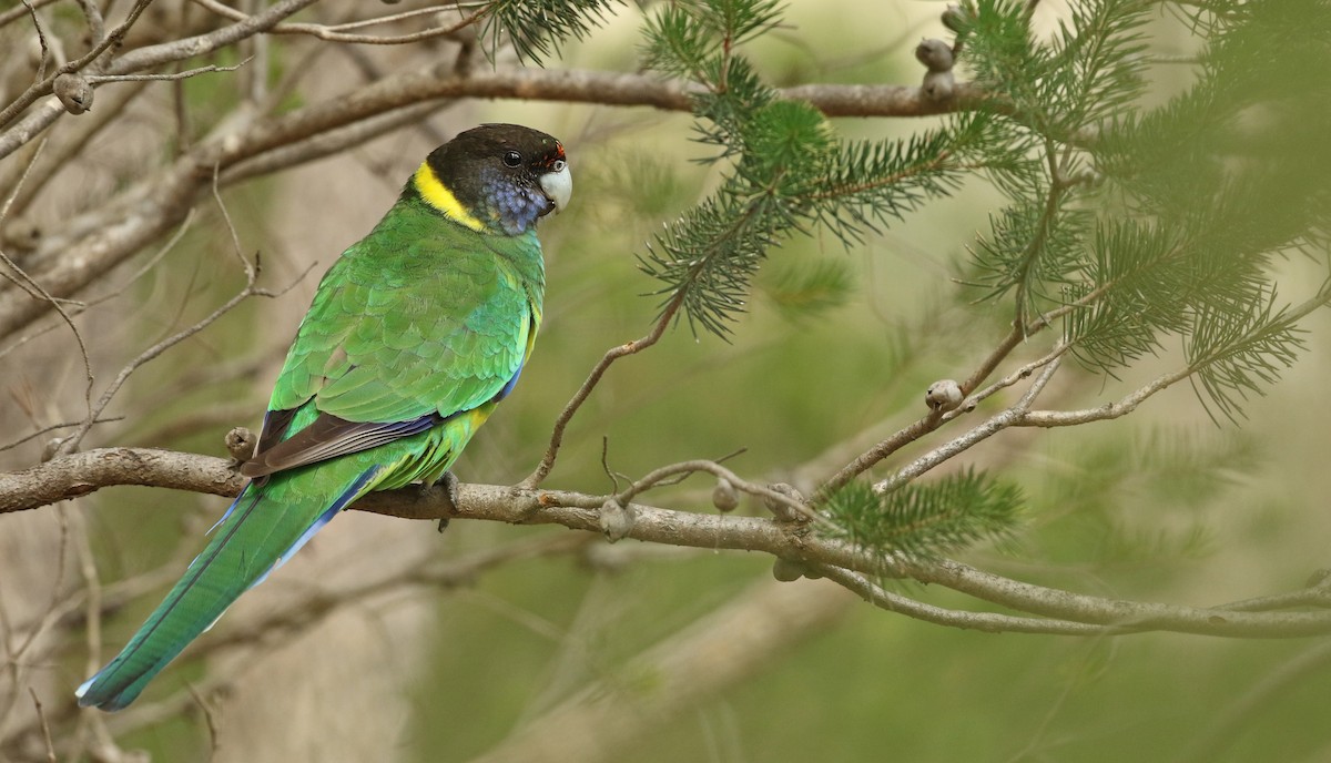 コダイマキエインコ（semitorquatus） - eBird