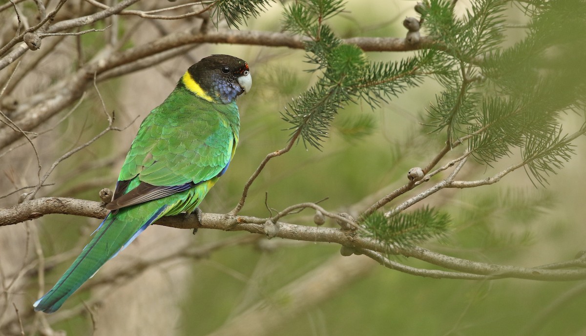 Australian Ringneck (Twenty-eight) - Luke Seitz