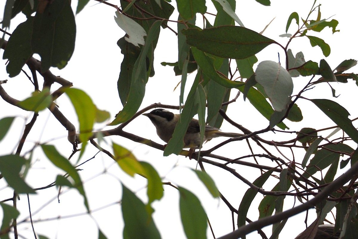 Black-chinned Honeyeater (Black-chinned) - ML548610511