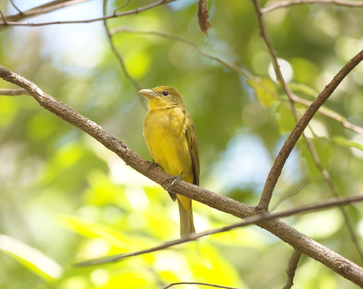 piranga ohnivá - ML548611021