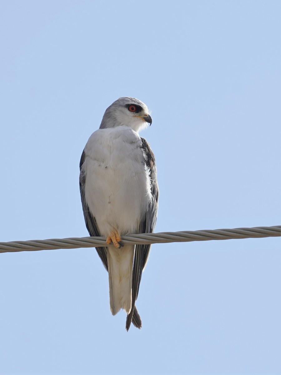 Black-winged Kite (African) - ML548611811