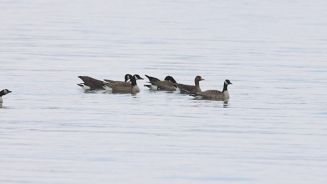 Greater White-fronted Goose - ML548612331