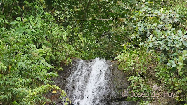 Cacique Cabecicastaño - ML548613711