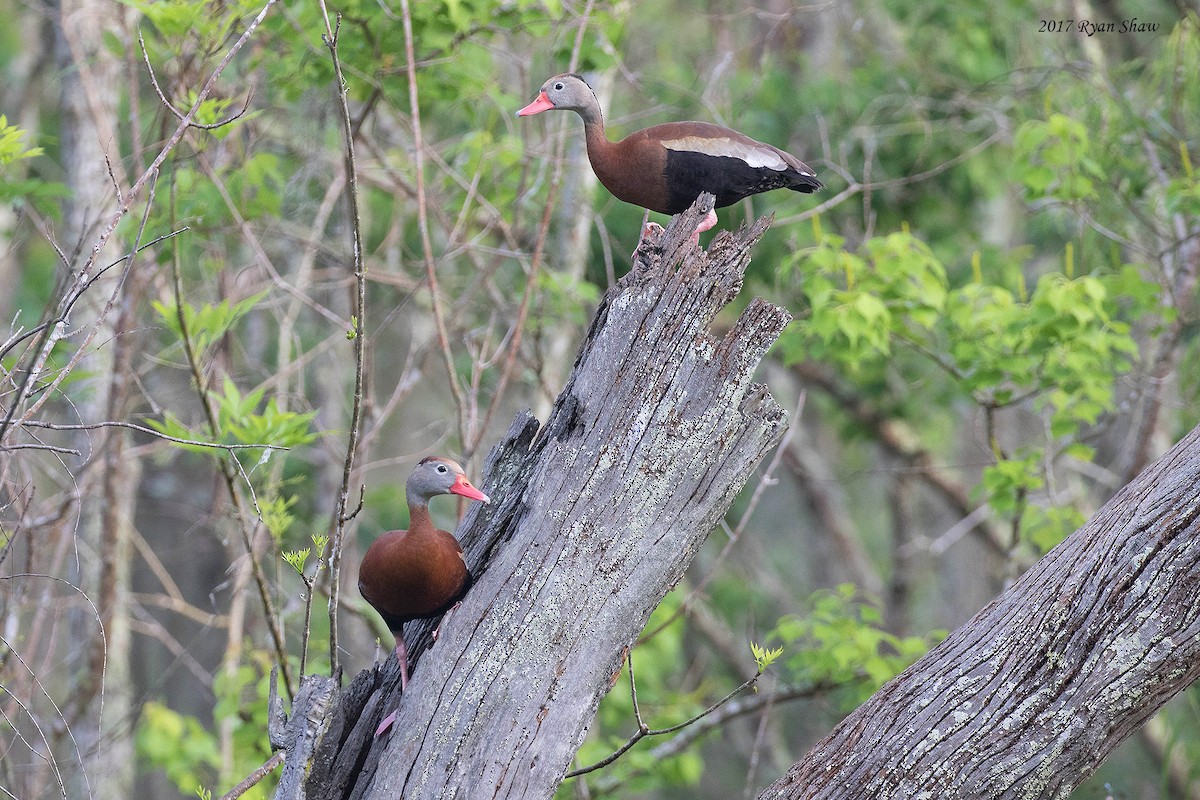 Black-bellied Whistling-Duck - Ryan Shaw