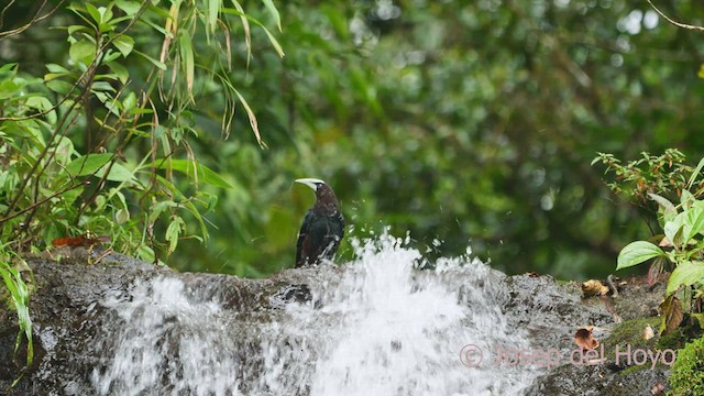 Chestnut-headed Oropendola - ML548614871